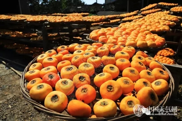 恭城月柿喜获丰收 霜降后柿饼将更甜94 / 作者:风油精 / 帖子ID:128600