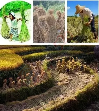 恭城人小时候做过的农活，你做过几样？363 / 作者:火星娃崽 / 帖子ID:128742