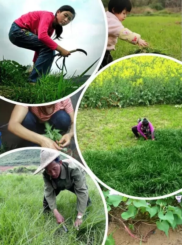 恭城人小时候做过的农活，你做过几样？640 / 作者:火星娃崽 / 帖子ID:128742