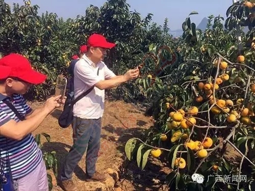 不要轻易去恭城，因为很容易把心丢在那里！876 / 作者:风油精 / 帖子ID:128745