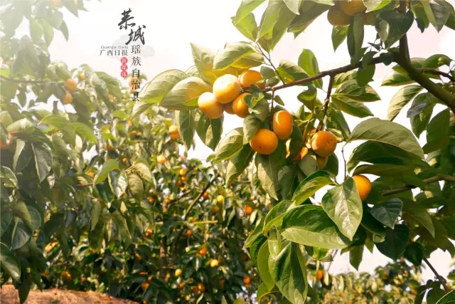 恭城，美得惊动了中央｜住建部号召全国人民学习恭城，为什么？960 / 作者:社区小编 / 帖子ID:128794