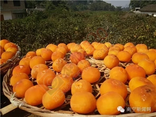 来过恭城的人都知道 这是一个被岁月眷顾的地方713 / 作者:奇葩处处有 / 帖子ID:128820