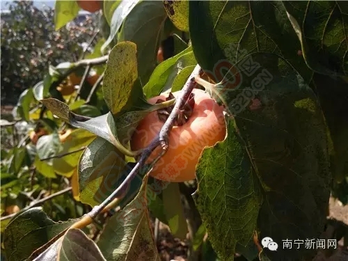 来过恭城的人都知道 这是一个被岁月眷顾的地方779 / 作者:奇葩处处有 / 帖子ID:128820