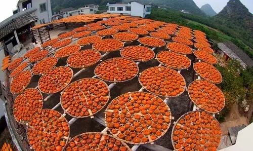 恭城万亩柿子林已经红透，就这样把秋色装进肚子247 / 作者:看清所以看轻 / 帖子ID:128821