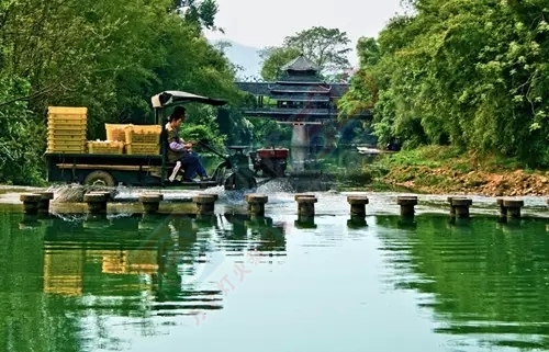 恭城万亩柿子林已经红透，就这样把秋色装进肚子710 / 作者:看清所以看轻 / 帖子ID:128821