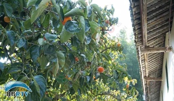 在恭城 圆一场回归田园的梦848 / 作者:该做的事情 / 帖子ID:128956