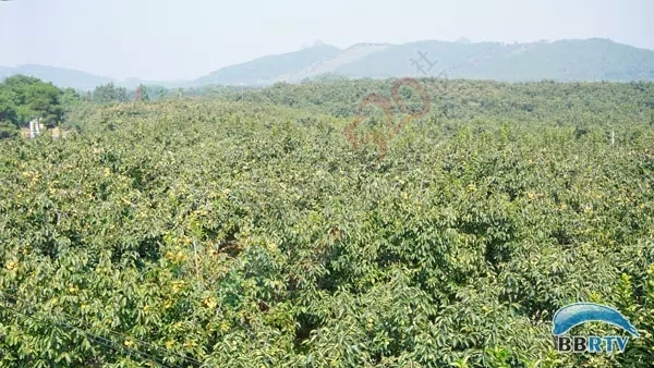 在恭城 圆一场回归田园的梦532 / 作者:该做的事情 / 帖子ID:128956