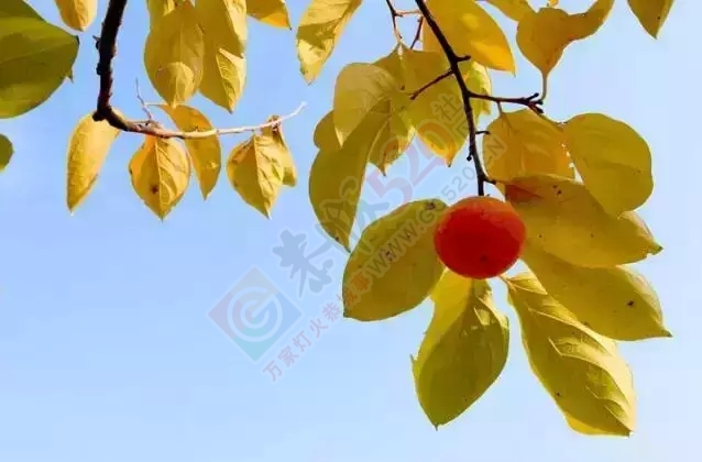 恭城月柿—金秋里的那抹红603 / 作者:深秋的落叶 / 帖子ID:129057