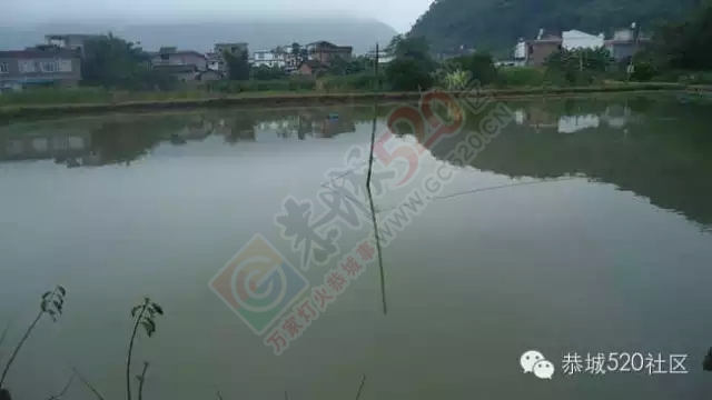 平安乡塘边村11亩鱼塘开钓啦！！！527 / 作者:深秋的落叶 / 帖子ID:158989