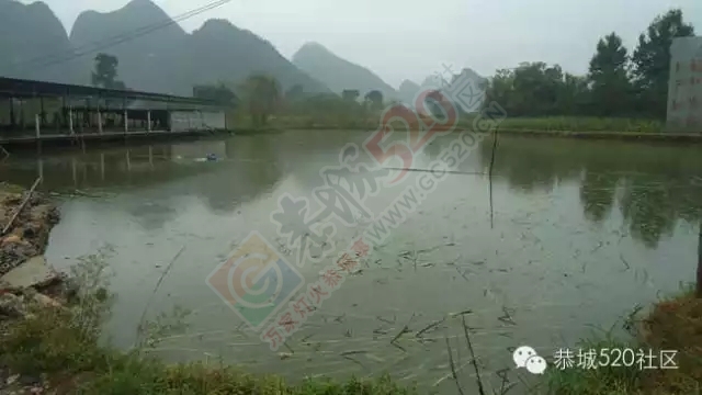 平安乡塘边村11亩鱼塘开钓啦！！！321 / 作者:深秋的落叶 / 帖子ID:158989
