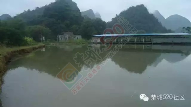 平安乡塘边村11亩鱼塘开钓啦！！！270 / 作者:深秋的落叶 / 帖子ID:158989