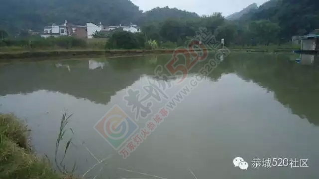 平安乡塘边村11亩鱼塘开钓啦！！！990 / 作者:深秋的落叶 / 帖子ID:158989