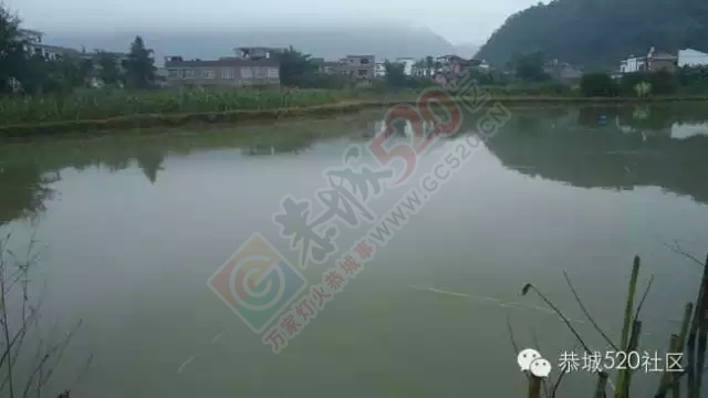 平安乡塘边村11亩鱼塘开钓啦！！！378 / 作者:深秋的落叶 / 帖子ID:158989
