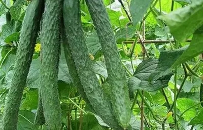 今天的恭城，竟然丢了这么多好东西，已泪崩！228 / 作者:脚踏实地 / 帖子ID:158991