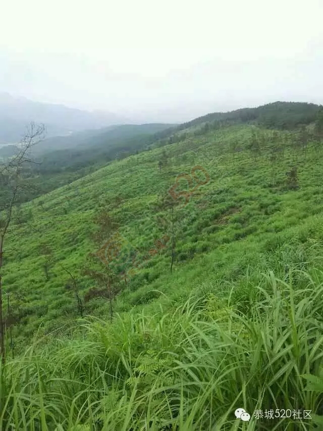 孟家小伙忙创业，向荒山要出效益！恭城520网为他点赞。478 / 作者:社区小编 / 帖子ID:159021