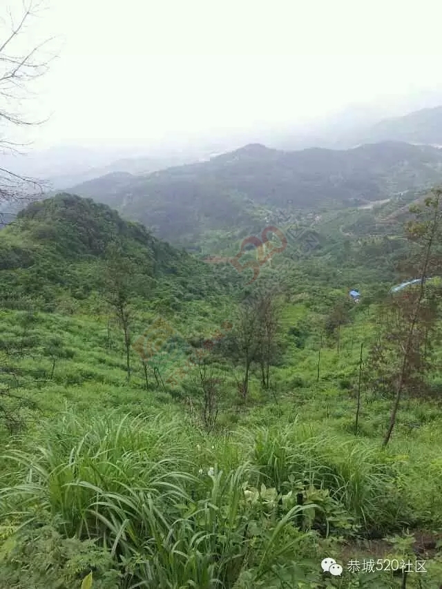 孟家小伙忙创业，向荒山要出效益！恭城520网为他点赞。132 / 作者:社区小编 / 帖子ID:159021