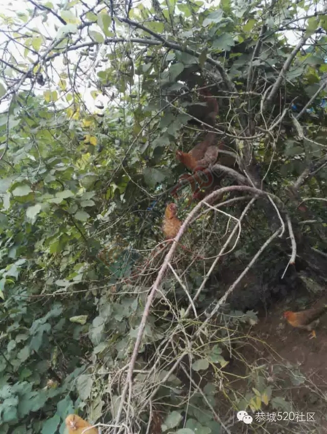 孟家小伙忙创业，向荒山要出效益！恭城520网为他点赞。349 / 作者:社区小编 / 帖子ID:159021