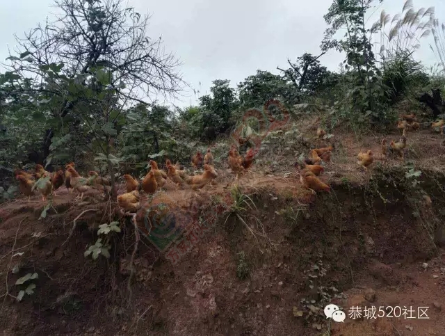 孟家小伙忙创业，向荒山要出效益！恭城520网为他点赞。273 / 作者:社区小编 / 帖子ID:159021