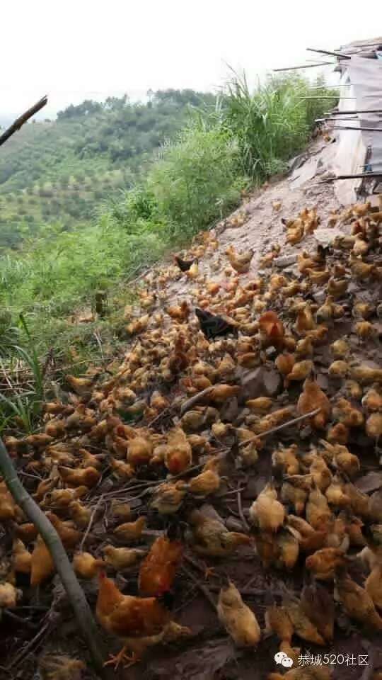 孟家小伙忙创业，向荒山要出效益！恭城520网为他点赞。425 / 作者:社区小编 / 帖子ID:159021