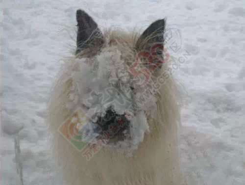 恭城为什么不适合下雪，终于找到原因了！494 / 作者:微观恭城 / 帖子ID:159268