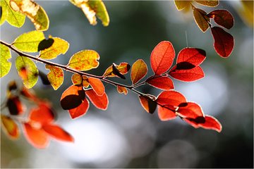 初冬862 / 作者:茶江飞雪 / 帖子ID:159378