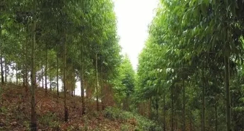 种植桉树”广东广西两地部分已受到严重污染 水不能喝了 动物也死了！809 / 作者:深秋的落叶 / 帖子ID:159585