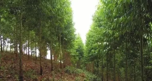 种植桉树”广东广西两地部分已受到严重污染 水不能喝了 动物也死了！425 / 作者:深秋的落叶 / 帖子ID:159585