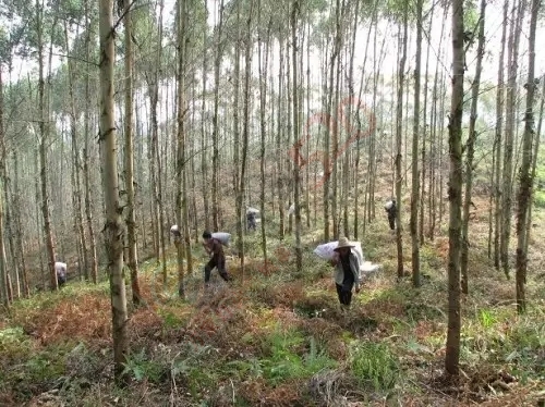 种植桉树”广东广西两地部分已受到严重污染 水不能喝了 动物也死了！682 / 作者:深秋的落叶 / 帖子ID:159585