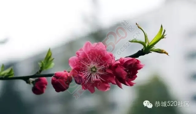 写给恭城的情书，若我60岁还生活在这里……719 / 作者:深秋的落叶 / 帖子ID:159860