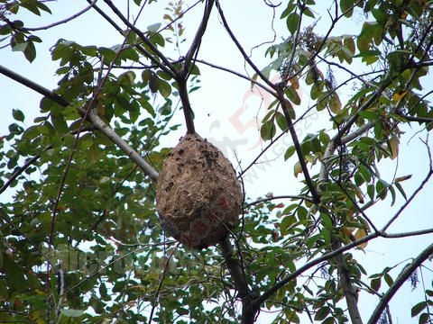 恭城一个农村娃儿写的一篇作文，看完笑的忍不住！943 / 作者:火星娃崽 / 帖子ID:159949