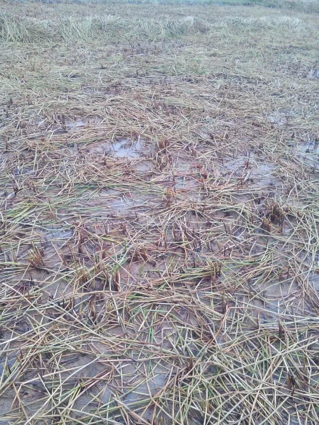 连日阴雨，恭城万亩马蹄滞销，愁坏老百姓！994 / 作者:社区小编 / 帖子ID:160254
