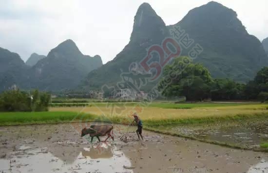 未来，恭城这些东西将成为令人艳羡的奢侈品802 / 作者:微观恭城 / 帖子ID:160298