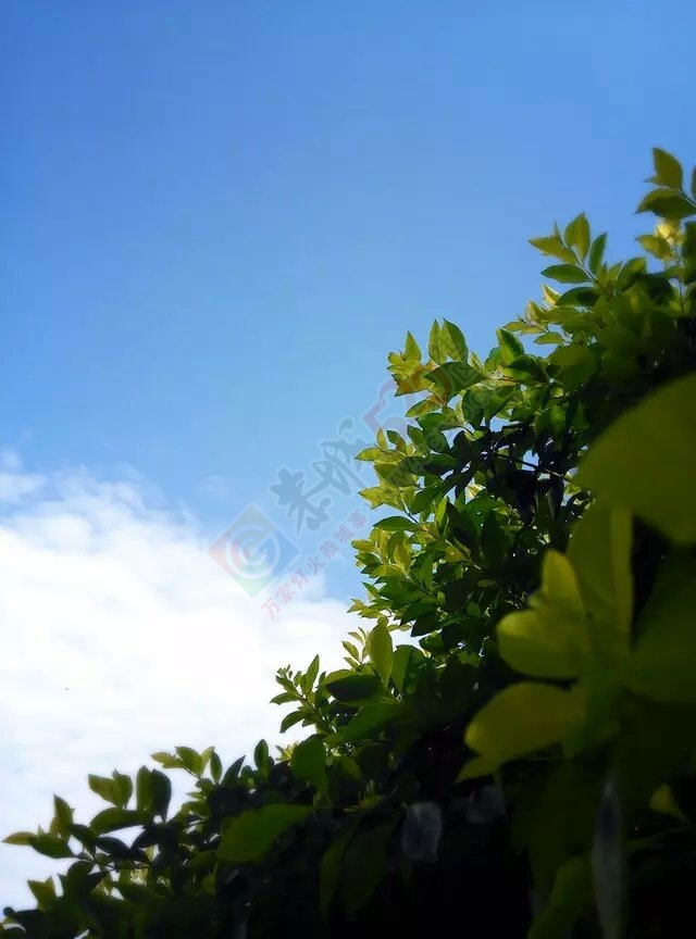 【恭城蓝】老板，放个蓝天假好不？620 / 作者:微观恭城 / 帖子ID:160674