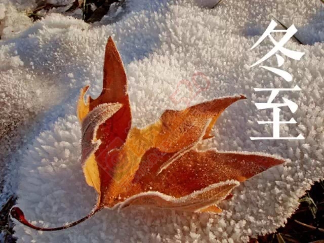 冬至大过年875 / 作者:美丽的梦花 / 帖子ID:160939