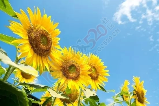 这几个恭城人，咱惹不起，难道还躲不起吗？732 / 作者:脚踏实地 / 帖子ID:161270