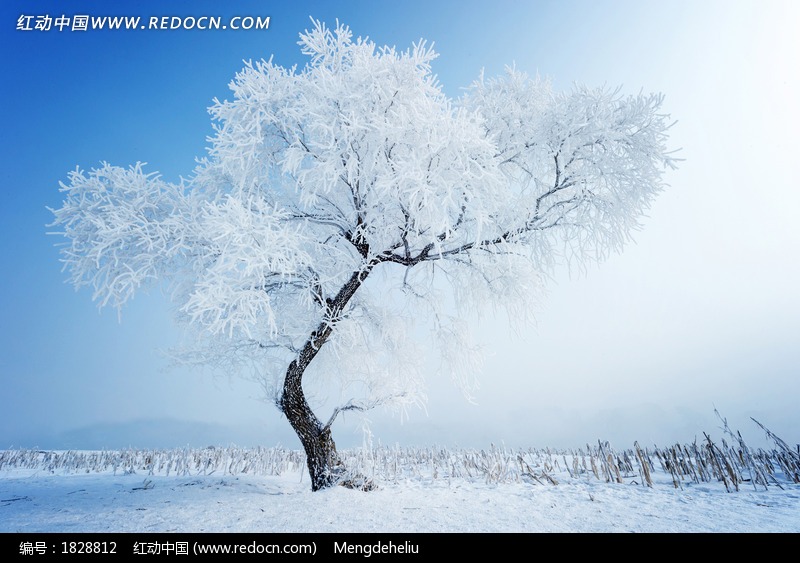 恭城期待的雪景100 / 作者:歌声回荡 / 帖子ID:161612