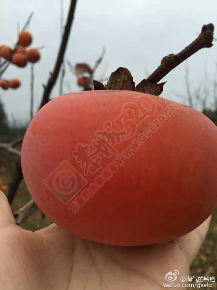 只见光秃秃的枝头了191 / 作者:小夏天 / 帖子ID:161665