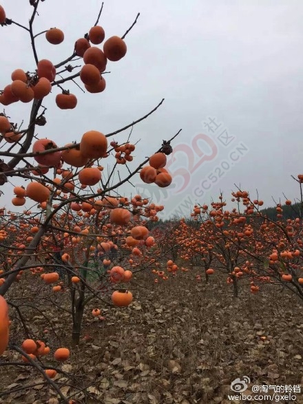 只见光秃秃的枝头了332 / 作者:小夏天 / 帖子ID:161665
