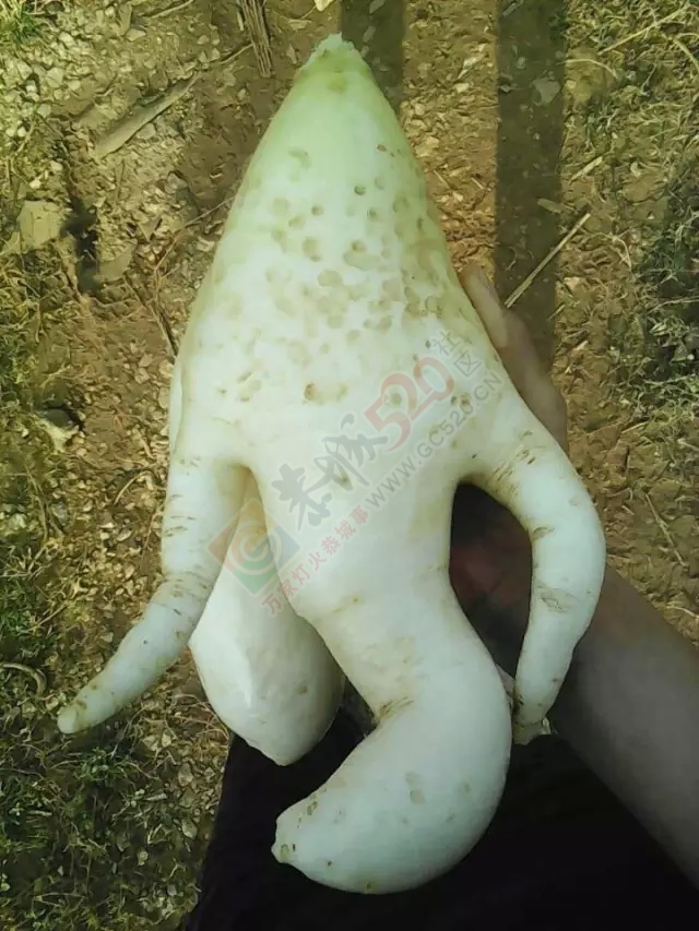 感谢恭城好司机/“胡巴”惊现恭城！/收购马蹄/某超市电梯隐患913 / 作者:深秋的落叶 / 帖子ID:161802