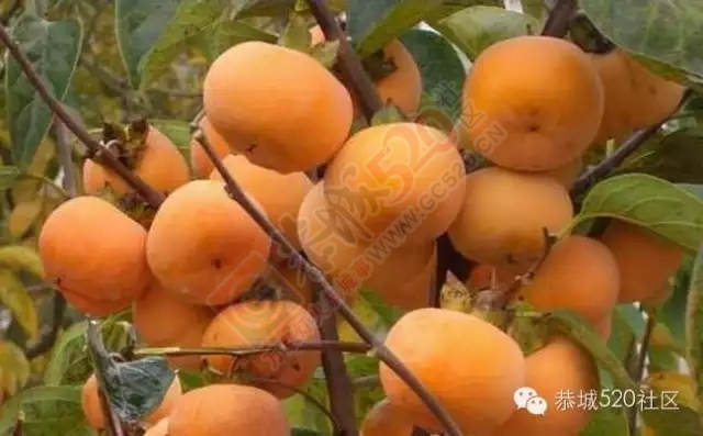 广西恭城——踏寻千年古镇 恭城美食大全30 / 作者:深秋的落叶 / 帖子ID:162190