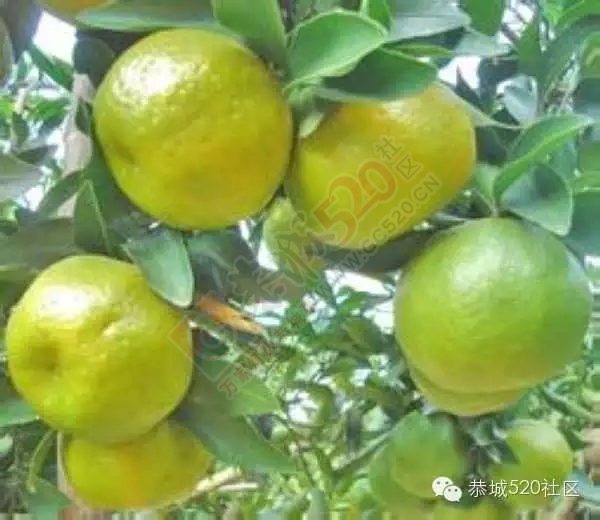 广西恭城——踏寻千年古镇 恭城美食大全917 / 作者:深秋的落叶 / 帖子ID:162190