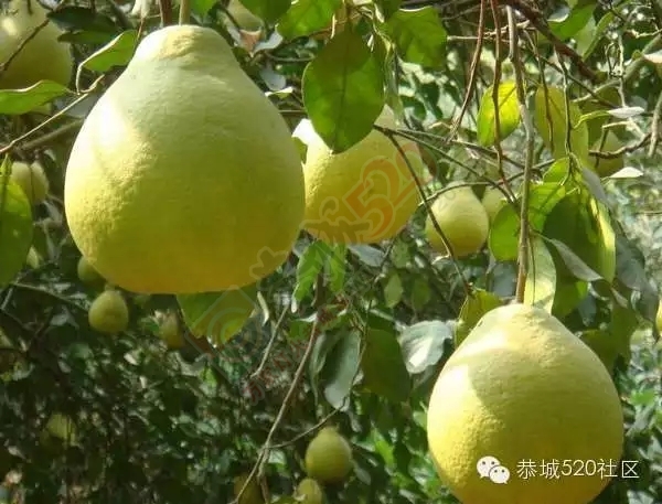 广西恭城——踏寻千年古镇 恭城美食大全733 / 作者:深秋的落叶 / 帖子ID:162190