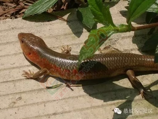 广西恭城——踏寻千年古镇 恭城美食大全248 / 作者:深秋的落叶 / 帖子ID:162190