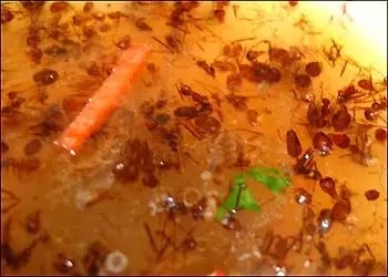 广西恭城——踏寻千年古镇 恭城美食大全289 / 作者:深秋的落叶 / 帖子ID:162190
