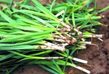 韭菜，你以为只是壮阳？看后震惊了，要告诉全家人67 / 作者:人艰不拆 / 帖子ID:162483