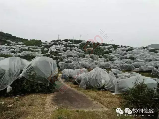 背井离乡在外打拼的那一些恭城人，有着多么的无奈和心酸！561 / 作者:深秋的落叶 / 帖子ID:162489