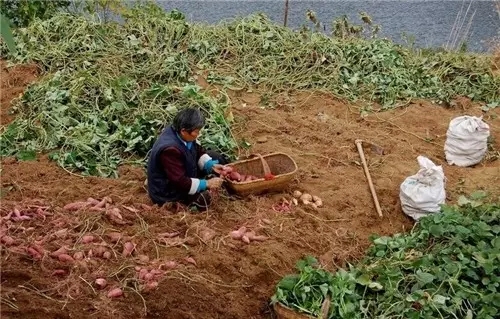 我是恭城乡下的，你会嫌弃我吗？112 / 作者:深秋的落叶 / 帖子ID:162490