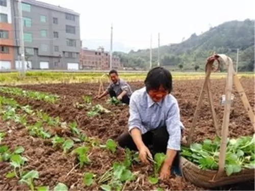 我是恭城乡下的，你会嫌弃我吗？788 / 作者:深秋的落叶 / 帖子ID:162490
