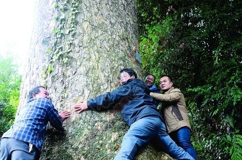 恭城：保护“活化石”有招441 / 作者:脚踏实地 / 帖子ID:162699