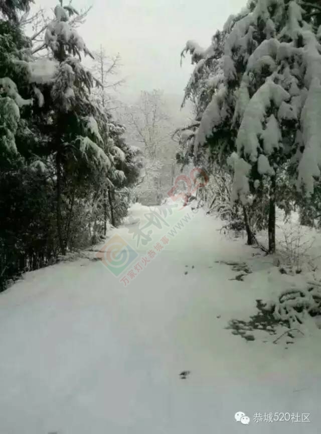 【雪景图集】恭城各地银装素裹，美得不要不要滴~~423 / 作者:深秋的落叶 / 帖子ID:162737